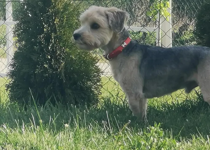 Seosko Turisticko Domacinstvo Stankovic 펜션 *